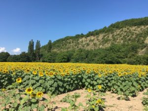 tournesols